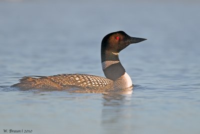 Loon_20100627_7027.jpg