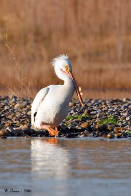 Pelican_DSC_8928.jpg