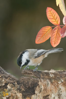 BC-Chickadee_20101016_4401.jpg