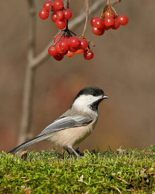 BC-Chickadee_20101017_4429.jpg