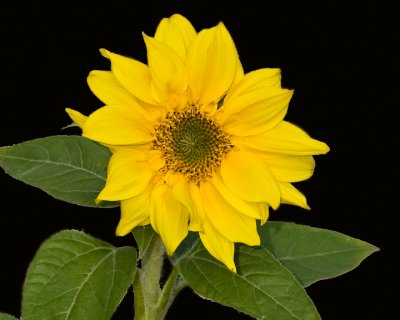 Sunflower - 20101016_4297.jpg