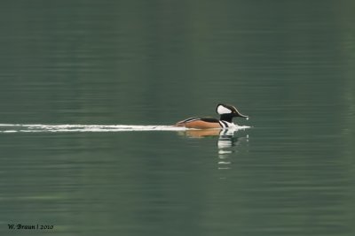 HoodedMerganser_20101113_5146.jpg