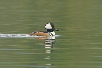 HoodedMerganser_20101113_5138.jpg