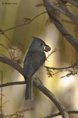 TuftedTitmouse_20101119_5303.jpg