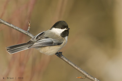 Chickadee_20101213_5810.jpg