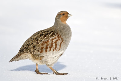 Grouse