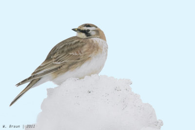 HornedLark_20110212_7310.jpg