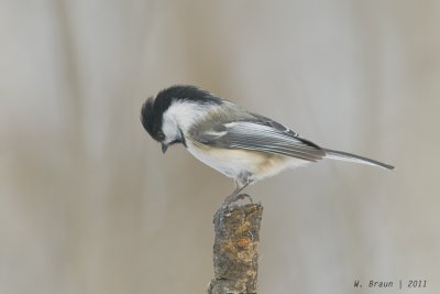 Chickadee_20110212_7297.jpg