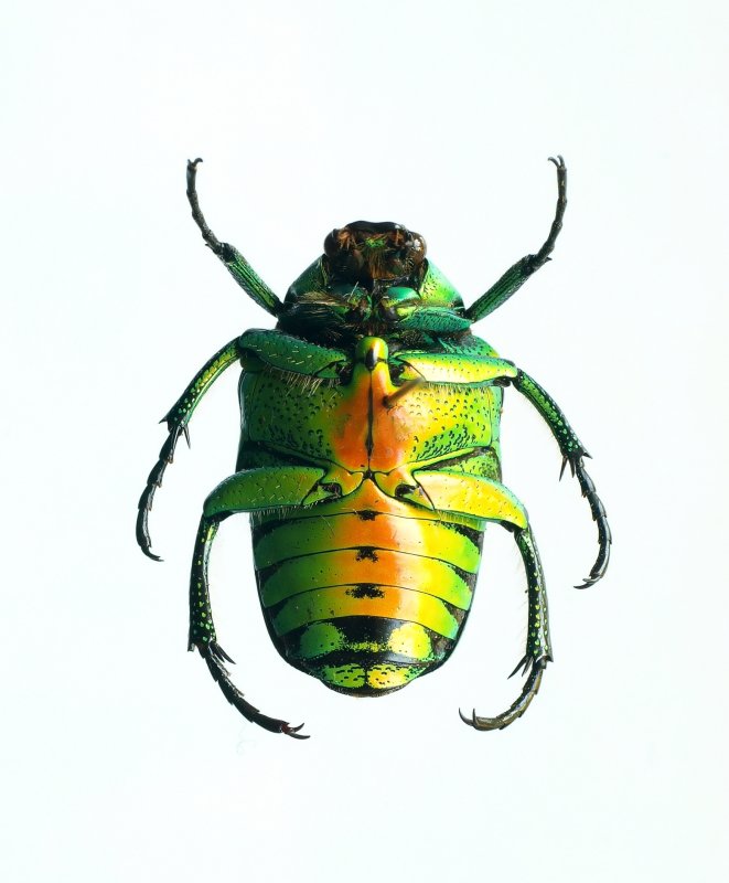 Super-rare beetle 1(v)