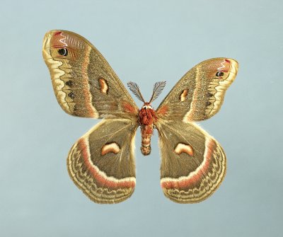 Wing Dwarfism 2 - Cecropia Moth (Hyalophore cecropia)
