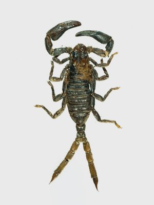 Gynandromorph  4 (two tail scorpion)
