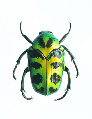 Super-rare beetle 1(r)