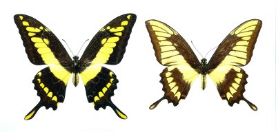 Unique aberration 2 (Papilio thoas)