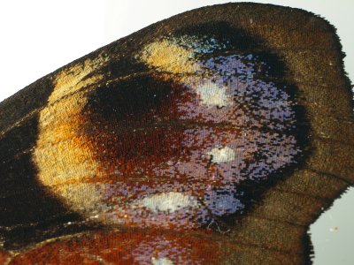 Peacock butterfly forewing eyespot - uncropped full size image