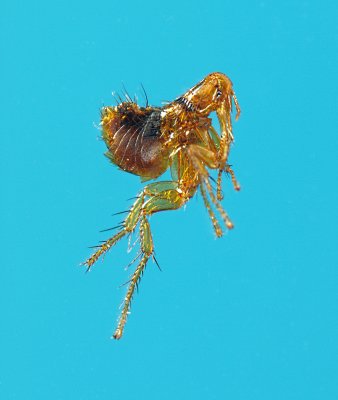 Bird flea