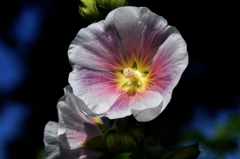 rose of sharon