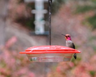 Anna's Hummingbird