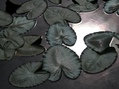 Lily Pads in the Sun