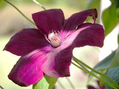 Clematis 1