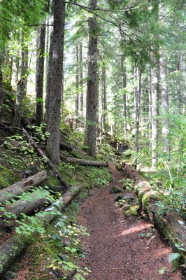 Proxy Falls Trail