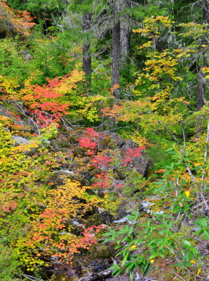Autumn Colors II