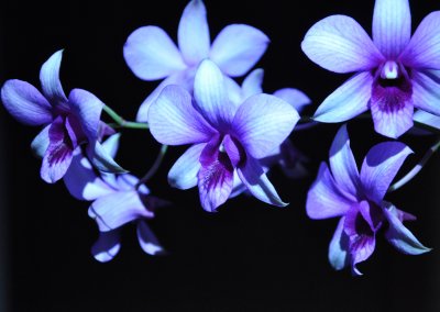 Flashlight Orchid