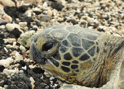Are You a Turtle?