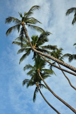 Skyward Palms