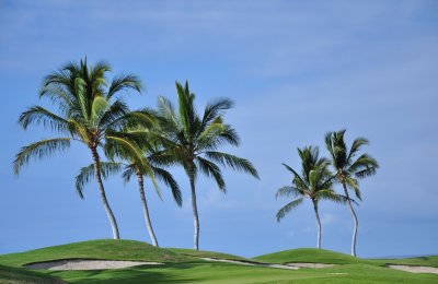 Golf Course Palms