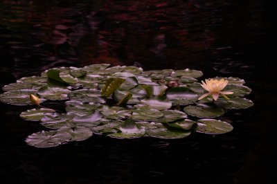 Water Lily II