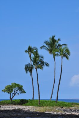 Four Palms