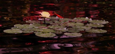 Water Lily III
