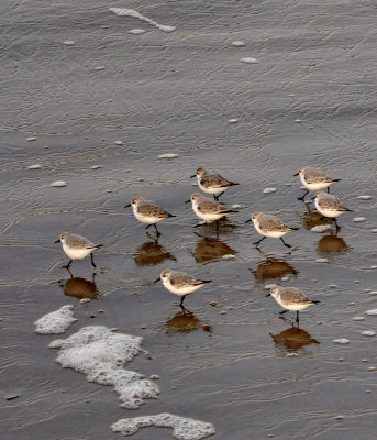 Winter Sanderlings in Formation