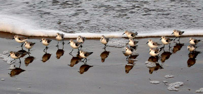 Winter Sanderlings I