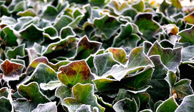 frosted ivy