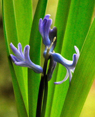 Kitchen Hyacinth