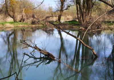 Willamette River eddy