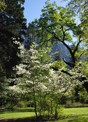 Ahwahnee Lawn