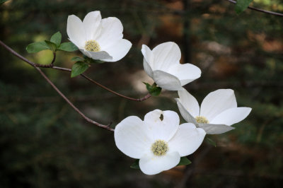 More Dogwoods