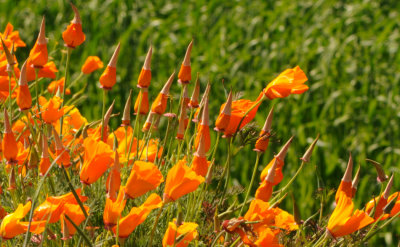 More Poppies