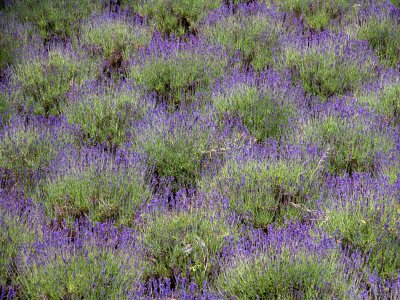 King Estate Lavender