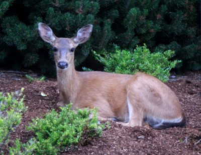 backyard doe