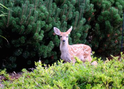 Bambi