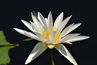 Water Lilly and Dragonfly