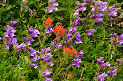 Mary's Peak Wildflowers