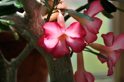 Jade Flower?