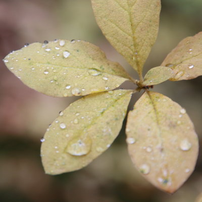 Leaf with Rain1.JPG