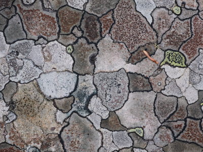 Lichen mosaic