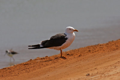 Baltic Gull (Larus fuscus fuscus)