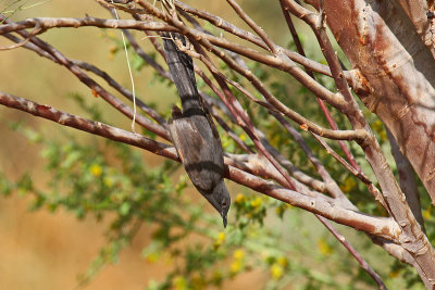 Black Bush Robin (Cercotrichas podobe)